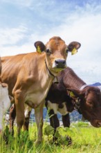A young calf stands on a green meadow in front of a mountain backdrop under a blue sky, Klein