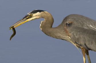 Great Blue Heron (Ardea herodias), Canada