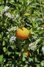 Orange (Citrus sinensis) blossom, close-up of blossoms and ripe fruit, near Bolulla, Costa Blanca,
