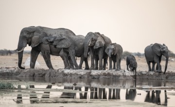 Animal family with baby elephant, African elephants (Loxodonta africana), drinking at the