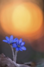 Liverleaf (Hepatica nobilis) close-up of flowering blossoms on forest floor in sunset, Lower