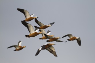 Ruddy Shelduck (Tadorna ferruginea) flying, Bavaria, Germany