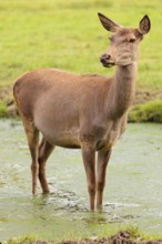 A red deer hind (Cervus elaphus) stands in a puddle in a meadow and observes its surroundings