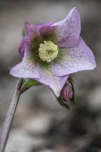 Lenzrose (Helleborus orientalis hybrid), Emsland, Lower Saxony, Germany