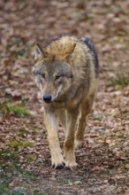 Wolf (Canis lupus), a wolf running through the forest, Germany