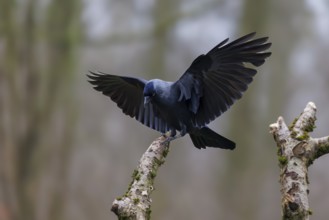 Jackdaw (Corvus monedula), Germany