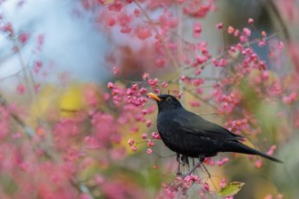 A common blackbird (Turdus merula) sits in a European spindle tree (Euonymus europaeus), and eats