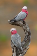 Galah (Eolophus roseicapilla), Victoria, Australia