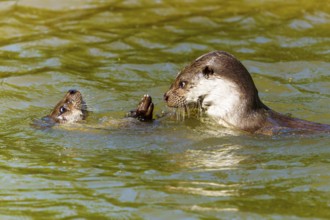 Two otters playing and interacting happily in the water, European otter (Lutra lutra) Germany