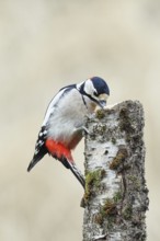 Great spotted woodpecker (Dendrocopos major) male foraging on the trunk of a grey birch (Betula