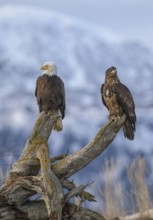 Bald Eagle (Haliaeetus leucocephalus) with juvenile, Alaska, USA