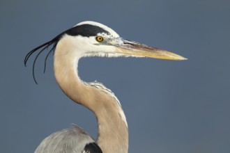 Great Blue Heron (Ardea herodias), Florida, USA