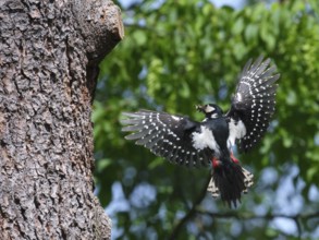 Great spotted woodpecker in flight with food in its beak