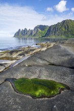 Green algae in a tidal pool, rocky coast of Tungeneset, Devil's Teeth, Okshornan, Ersfjorden, Senja