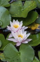 European white water lily (Nymphaea alba), Münsterland, North Rhine-Westphalia, Germany