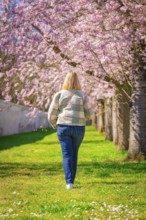 Woman walking in an avenue of cherry blossoms and enjoying spring, Cherry blossom garden,