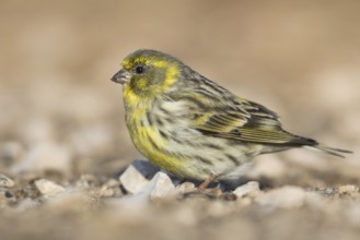 Serin - Girlitz - Serinus serinus, Spain, adult male