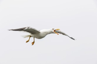 Lesser Black-backed Gull (Larus fuscus) calling in flight, Texel, Netherlands