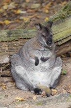 A red-necked wallaby or Bennett's wallaby (Macropus rufogriseus) sits on the forest floor leaning