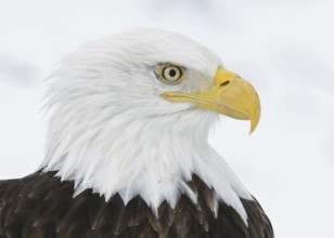Bald Eagle (Haliaeetus leucocephalus), Alaska, USA