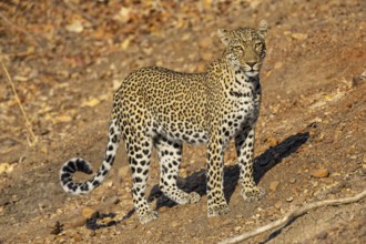 Leopard (Panthera pardus) female Zambia