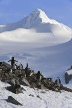 Chinstrap Penguin (Pygoscelis antarcticus), Antarctica