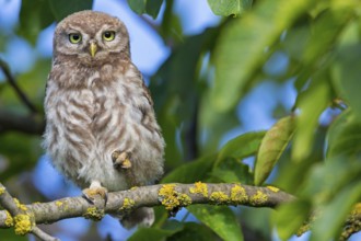 Little owl, (Athene noctua), animals, birds, owls, family of owls, Plateau Oberflörsheim, district