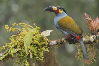 Plate-billed Mountain Toucan (Andigena laminirostris) perched on a branch in the rain, Mindo,