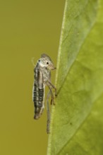 Achtergebleven huidje van een Groene cicade, remaning skin from an emerged Green leafhopper