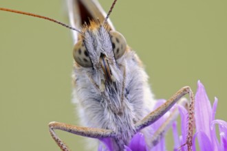 Dark Green Fritillary (Argynnis aglaja) portrait on Field Scabious (Knautia arvensis), North