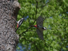 Operation at the nest box entrance
