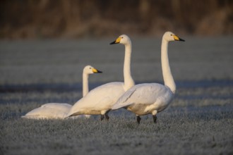 Whooper swans (Cygnus cygnus), Emsland, Lower Saxony, Germany