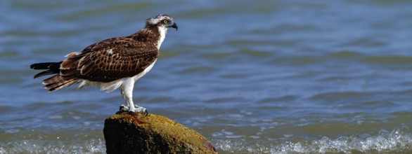 An osprey looking for food, (Pandiaon haliaetus), family of birds of prey, biotope, habitat,