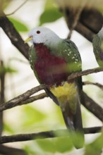 Wompoo fruit dove (Ptilinopus magnificus), captive, occurring in Australia