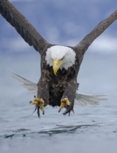 Bald Eagle (Haliaeetus leucocephalus) hunting, Alaska, USA
