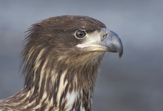 Bald Eagle (Haliaeetus leucocephalus) juvenile, Alaska, USA
