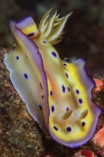Kunies Chromodoris magnificent star snail (Goniobranchus kuniei) formerly (Chromodoris kuniei) eats