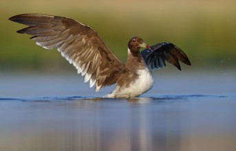 Hemprich's Gull, (Ichthyaetus hemprichii), (Larus hemprichii), Fish Eagle Gull Salalah, Raysut,