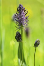 Black Rampion (Phyteuma nigrum), Schmittröder nature reserve, Königstein im Taunus, Hesse, Germany