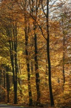 Colorful beech forest in autumn in Sankt Olof, Simrishamn municipality, Skåne county, Sweden,