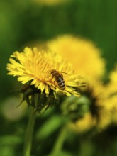 Honey bee (Apis mellifera) collecting pollen in the flower of a dandelion (taraxacum),