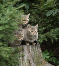 European wildcats (Felis silvestris) sitting on a tree stump and looking attentively, captive,