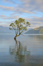 Tree in the clear water of a lake with mountains in the background and mild atmosphere, summer,
