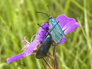 Green forester (Adscita statices) in a meadow cranesbill (Geranium pratense), Liederbach,