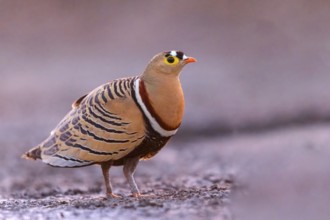 Bush flying fowl, (Pterocles quadricintus), three-banded flying fowl, three-banded flying fowl,