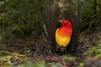 Flame Bowerbird (Sericulus ardens) perched at its bower in Papua New Guinea