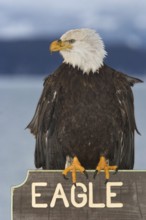 Bald Eagle (Haliaeetus leucocephalus), Alaska, USA