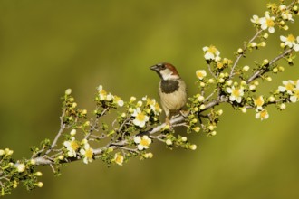 House Sparrow Passer domesticus Tucson, Pima County, Arizona, United States 17 May 2017 Adult Male