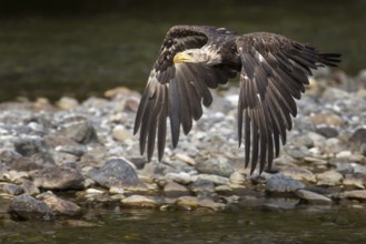 Bald Eagle (Haliaeetus leucocephalus) flying, British Columbia, Canada