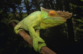 Parson's chameleon (Calummy parsonii parsonii) in the rainforests of east-central Madagascar